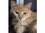 Adopt Stevie a Orange or Red Domestic Mediumhair (medium coat) cat in