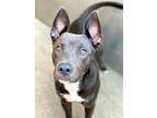 Adopt Uno a Black Pit Bull Terrier / Mixed dog in Chicago, IL (41556232)