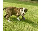 Adopt Haven Delta a Brindle - with White Boxer / Hound (Unknown Type) / Mixed