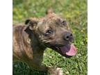 Adopt 2405-0571 Oh Snap a Brindle Pit Bull Terrier / Mixed dog in Virginia