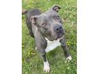 Adopt 2405-0969 Bleu a Gray/Blue/Silver/Salt & Pepper Pit Bull Terrier / Mixed