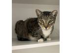 Adopt Anticeto a Domestic Shorthair / Mixed cat in Satellite Beach