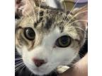 Adopt Stripes a Domestic Shorthair / Mixed cat in Brooklyn, NY (41556118)