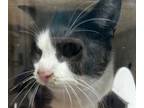 Adopt Paws a Domestic Shorthair / Mixed cat in Brooklyn, NY (41556116)