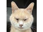 Adopt Nala a Domestic Shorthair / Mixed (short coat) cat in Brooklyn