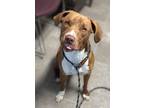 Adopt Goober a Brown/Chocolate - with White German Shorthaired Pointer /