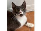 Adopt Tsuki a Gray, Blue or Silver Tabby Domestic Shorthair (short coat) cat in