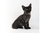 Adopt Senan a All Black Domestic Shorthair / Mixed cat in Queen Creek