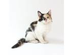 Adopt Faela a Calico or Dilute Calico Domestic Mediumhair / Mixed cat in Queen