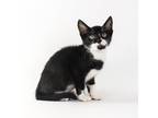 Adopt Asteria a Black & White or Tuxedo Domestic Shorthair / Mixed cat in Queen
