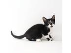 Adopt Dia a Black & White or Tuxedo Domestic Shorthair / Mixed cat in Queen