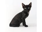 Adopt Sean a All Black Domestic Shorthair / Mixed cat in Queen Creek