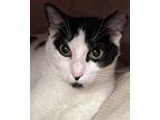 Adopt Rita a Black & White or Tuxedo Domestic Shorthair (short coat) cat in