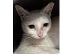 Adopt Riley a White Domestic Shorthair (short coat) cat in Manchester