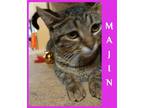 Adopt MAJIN a Brown Tabby Domestic Shorthair / Mixed (short coat) cat in Lawton