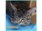 Adopt MELISSA a Brown Tabby Domestic Shorthair / Mixed (short coat) cat in