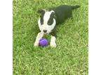 Adopt Tatum Delta a Black - with White Boxer / Hound (Unknown Type) / Mixed dog