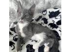 Adopt Dexter a Black & White or Tuxedo Domestic Shorthair (short coat) cat in