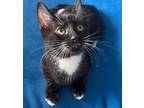 Adopt CocoMelon a Black & White or Tuxedo Domestic Shorthair (short coat) cat in