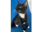 Adopt Cappy a Black & White or Tuxedo Domestic Shorthair (medium coat) cat in