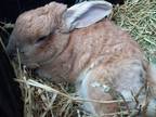 Adopt Chi Chi a American / Mixed (short coat) rabbit in Staten Island