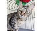 Adopt Payton a Brown Tabby Domestic Shorthair (short coat) cat in Manchester