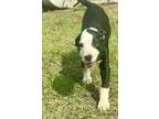 Adopt Livy Delta a Black - with White Boxer / Hound (Unknown Type) / Mixed dog
