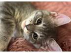 Adopt Haku a Gray, Blue or Silver Tabby Domestic Shorthair (short coat) cat in
