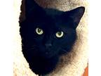Adopt Bob a All Black Domestic Shorthair (short coat) cat in Manchester
