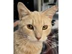 Adopt Gobi a Cream or Ivory Domestic Shorthair (short coat) cat in Manchester