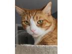 Adopt Olive a Orange or Red Tabby Domestic Shorthair (short coat) cat in