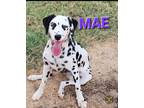 Adopt Mae a White - with Black Dalmatian / Mixed dog in Canton, TX (41556094)