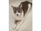 Adopt Thomas a Gray or Blue (Mostly) Domestic Shorthair (short coat) cat in