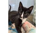 Adopt Hermione a Black & White or Tuxedo Domestic Shorthair (short coat) cat in