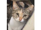 Adopt Tess a Calico or Dilute Calico Domestic Shorthair (short coat) cat in
