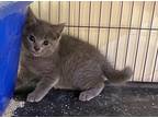Adopt Titanium a Domestic Shorthair / Mixed (short coat) cat in Portland
