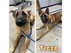 Adopt Tiger a German Shepherd Dog / Akita / Mixed dog in Pierceton