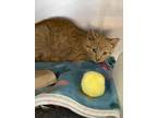 Adopt Jett a Orange or Red Domestic Shorthair / Mixed Breed (Medium) / Mixed
