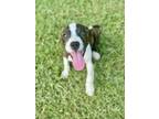 Adopt Fergus Delta a Brindle - with White Boxer / Hound (Unknown Type) / Mixed