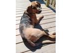Adopt Cali a Tan/Yellow/Fawn - with Black Bloodhound / Catahoula Leopard Dog /