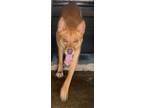 Adopt Sandy a Akita / Mixed dog in Waverly, NY (41554892)