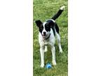 Adopt Jessy a Black - with White Jack Russell Terrier / Mixed dog in Camden