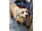 Adopt 2024-05-247 a Great Pyrenees / Mixed dog in Winder, GA (41556040)