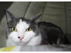 Adopt Bouje a Gray or Blue (Mostly) Domestic Shorthair (short coat) cat in