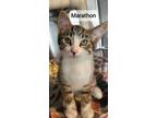 Adopt Marathon - available soon a Domestic Shorthair cat in Georgetown