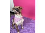 Adopt Snooki a American Pit Bull Terrier / Shar Pei / Mixed dog in Phoenix