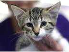 Adopt MaryAnn a Domestic Shorthair / Mixed (short coat) cat in Rockford
