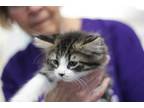 Adopt Skipper a Domestic Mediumhair / Mixed (short coat) cat in Rockford