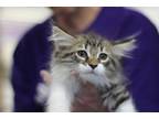 Adopt Thurston a Domestic Mediumhair / Mixed (short coat) cat in Rockford