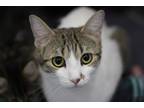 Adopt Lovey a Domestic Shorthair / Mixed (short coat) cat in Rockford